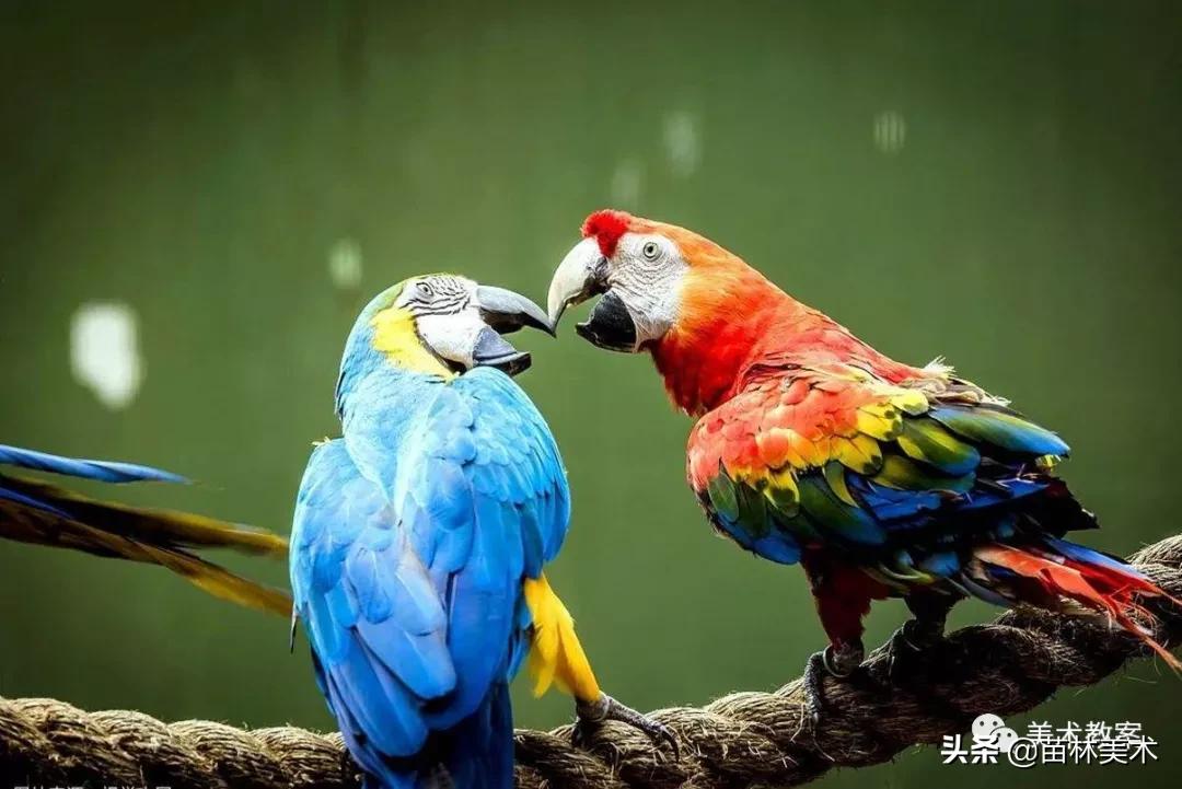 小鹦鹉学飞怎么画好看,鹦鹉有什么本领简笔画