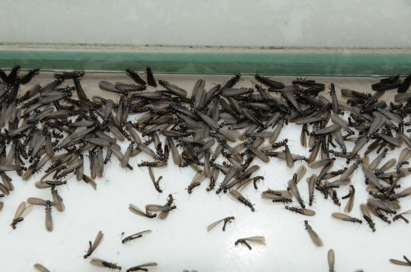 成都厨房装修白蚁预防办法,成都建筑房屋白蚁防治方法