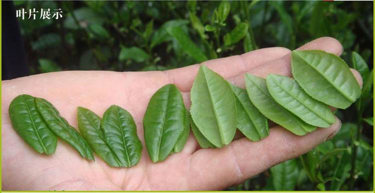 六安瓜片茶叶价格,茶叶六安瓜片简介