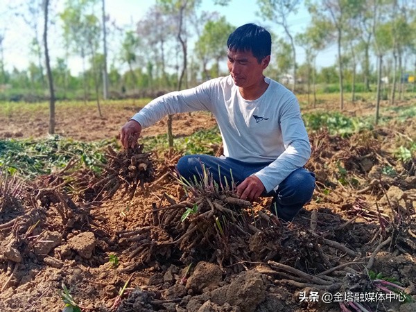 亳州市谯城区药材白芍行情近况,亳州白芍地价格