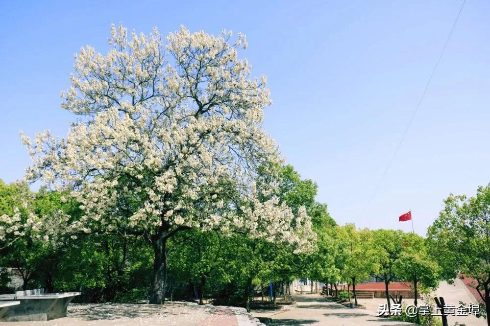 黄金埠有望改名的大学,梅港黄金埠学校