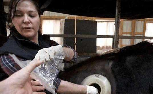 美国奶牛为什么肚子上有个大洞,奶牛肚里有个洞