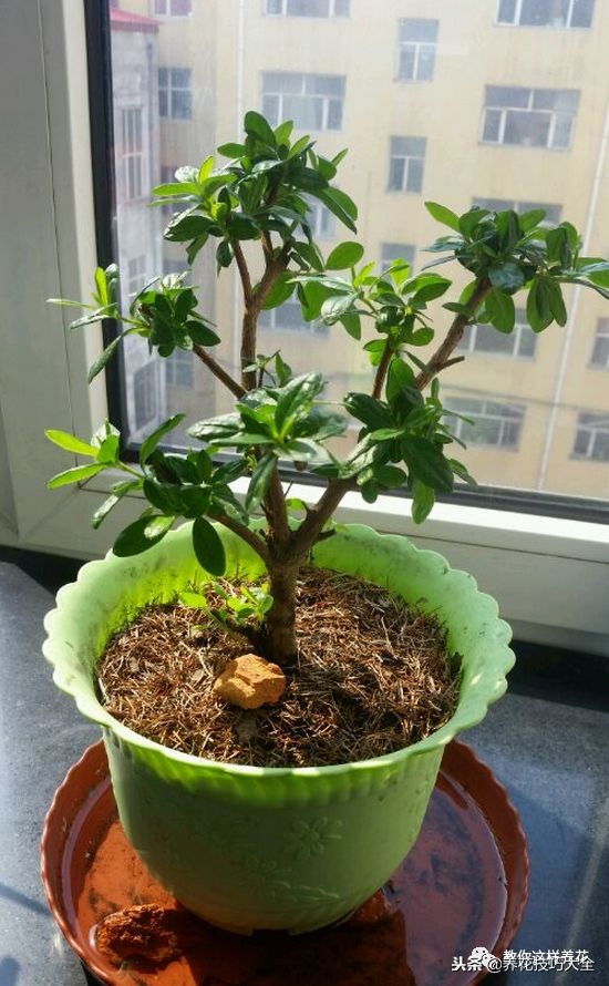 杜鹃花死了能活多久,快死的杜鹃花还能救活吗