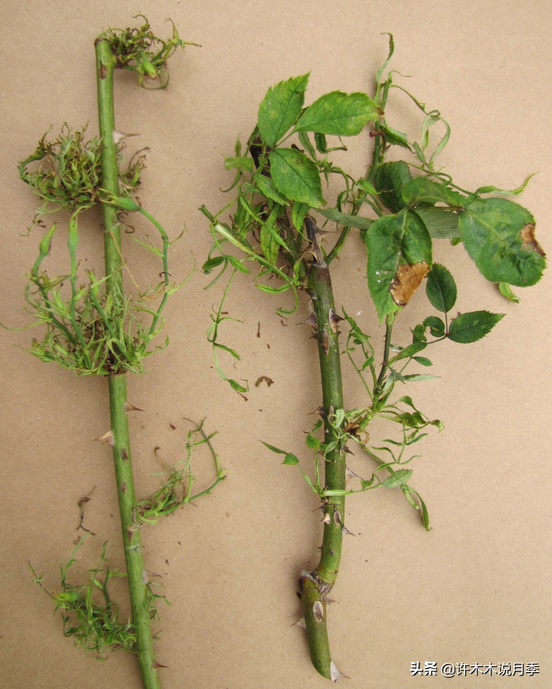 月季突然枝叶都干枯了,月季突然黄叶死掉