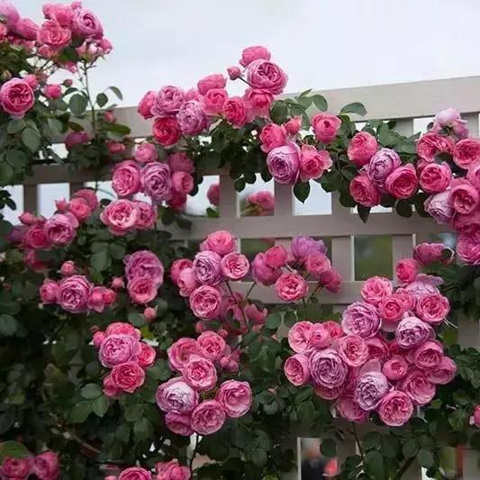 老花农不小心透露，花盆里倒3滴油，1个月爆盆，全年不用施肥