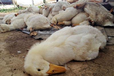 鸭子常见病,鸭子常见病防治方法