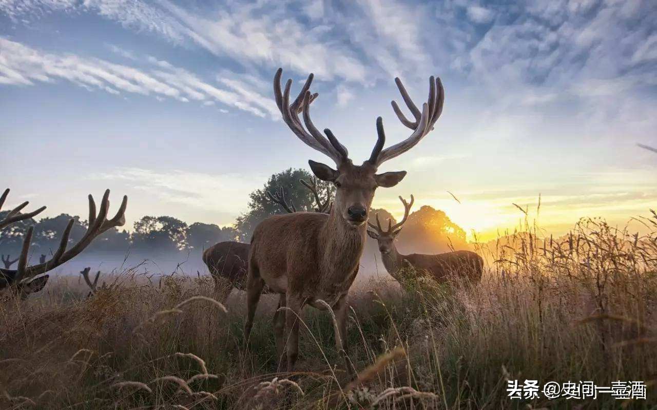 江苏一区是哪里的,江苏大丰麋鹿之乡