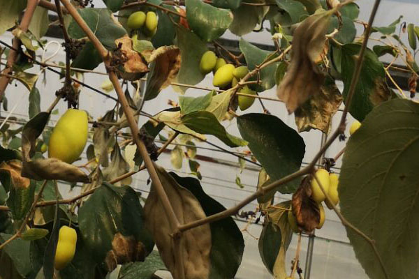 青枣缺素症状图谱,青枣叶子发黄是怎么回事