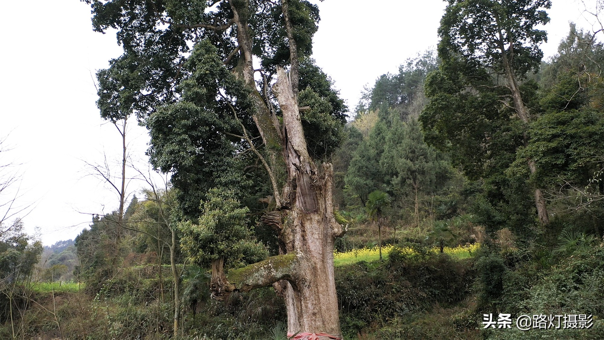 贵州金丝楠木树王还活着吗,贵州发现一棵千年楠木王