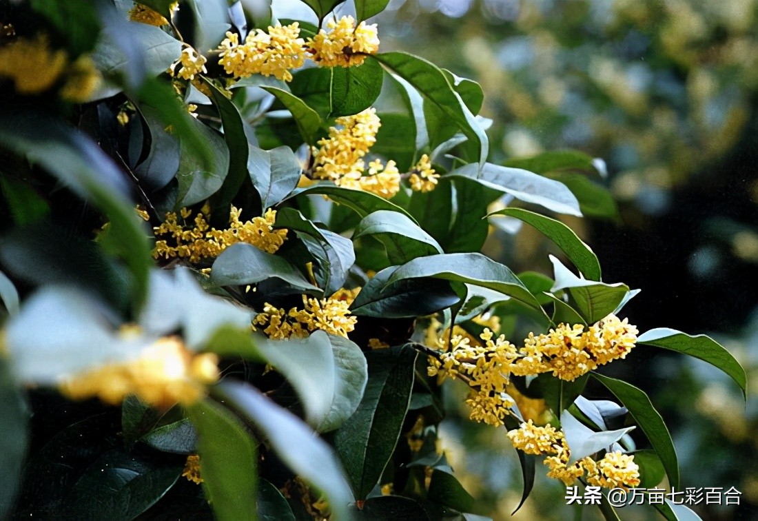 每个城市都有自己独特的市花,每个城市的市花是什么花和由来