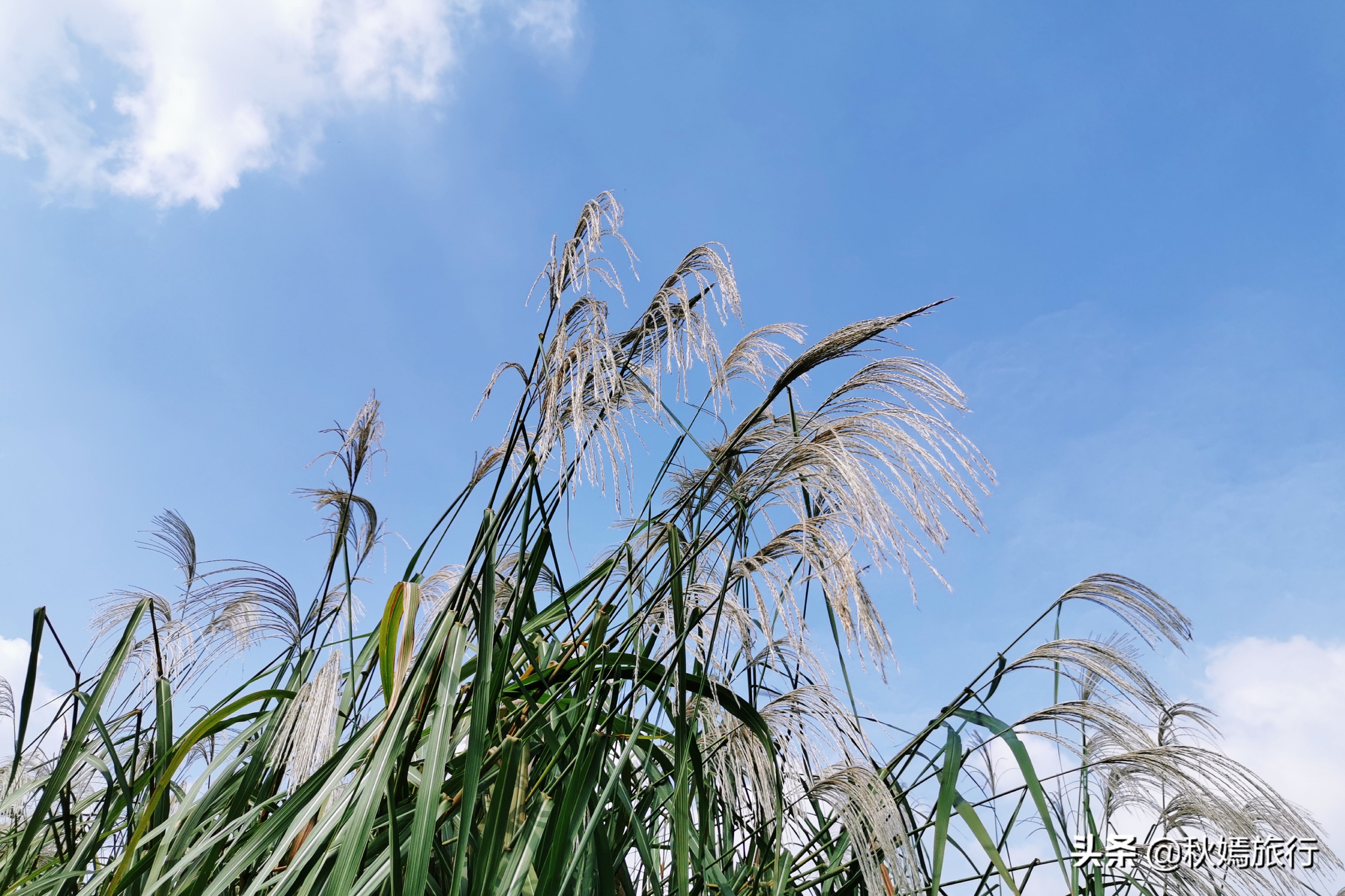 这座华东地区最大的湿地公园,拥有一千多亩芦苇荡,游客络绎不绝