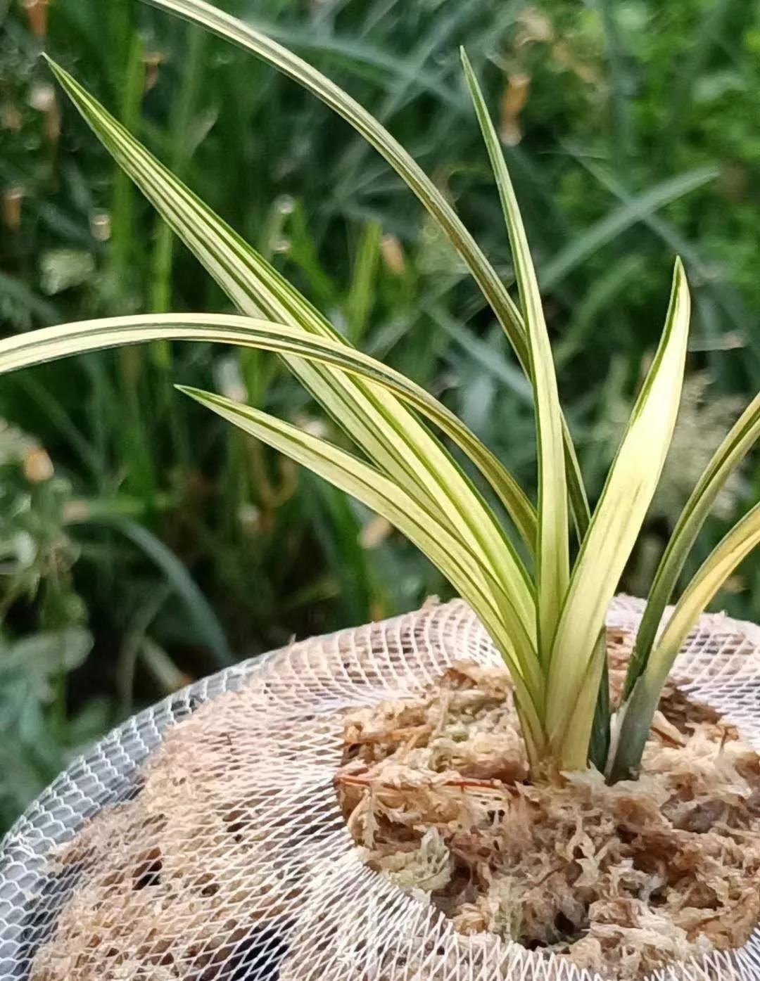 兰市上价值三十万一苗的雪白中透缟素花，成为兰家争相收藏的精品