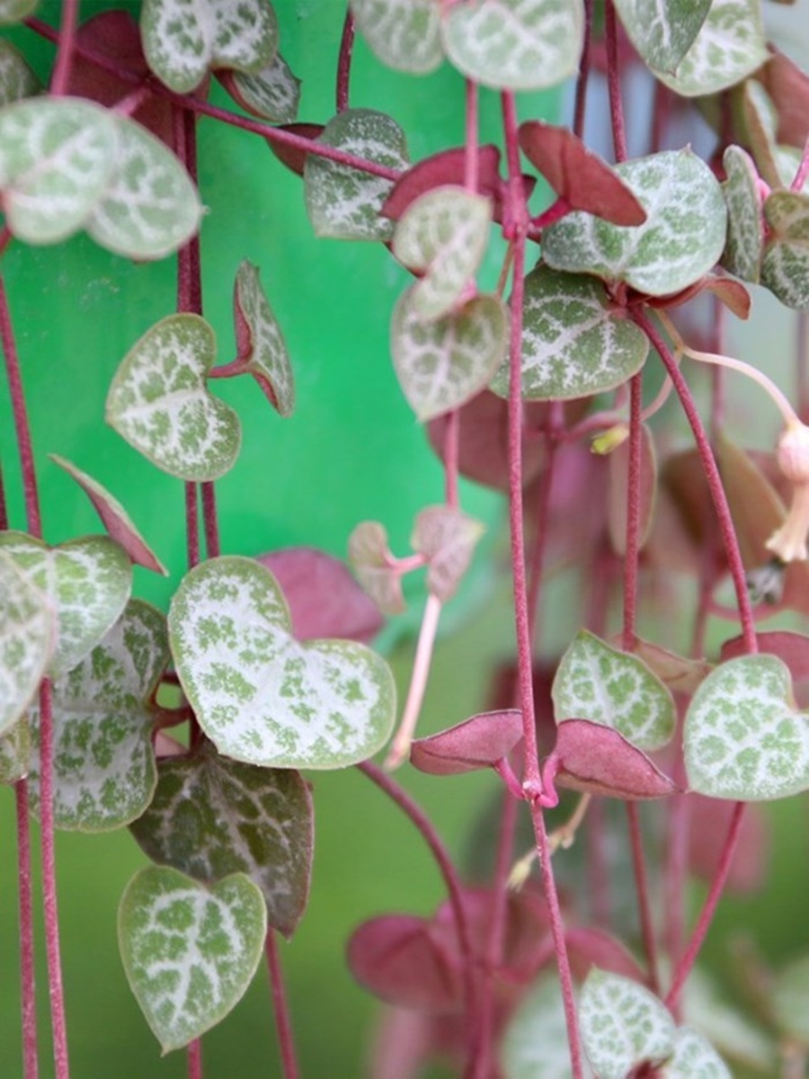 18种寓意好的花,18种花图片大全