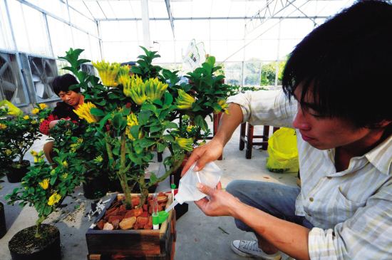 佛手树桩盆景制作教程,佛手盆栽制作方法