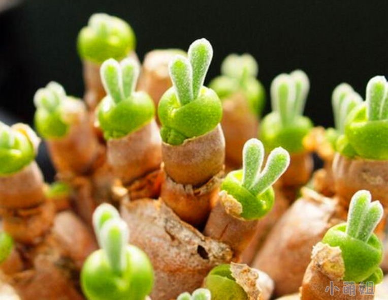 相似动物的花有哪些,稀奇古怪的动物花图片