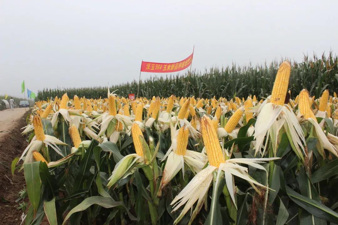 鑲ヤ埂娌冨湡绉嶄笟,鑲ヤ埂娌冨湡绉嶄笟鏈夐檺鍏徃鍦板潃