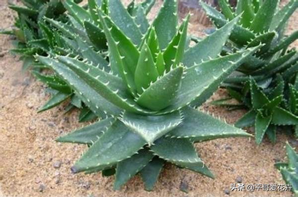 家里适合养的十种花和植物,家里养3种花一年四季开花不断