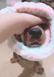 养狗新手与老手的区别,养狗为什么要养纯种犬