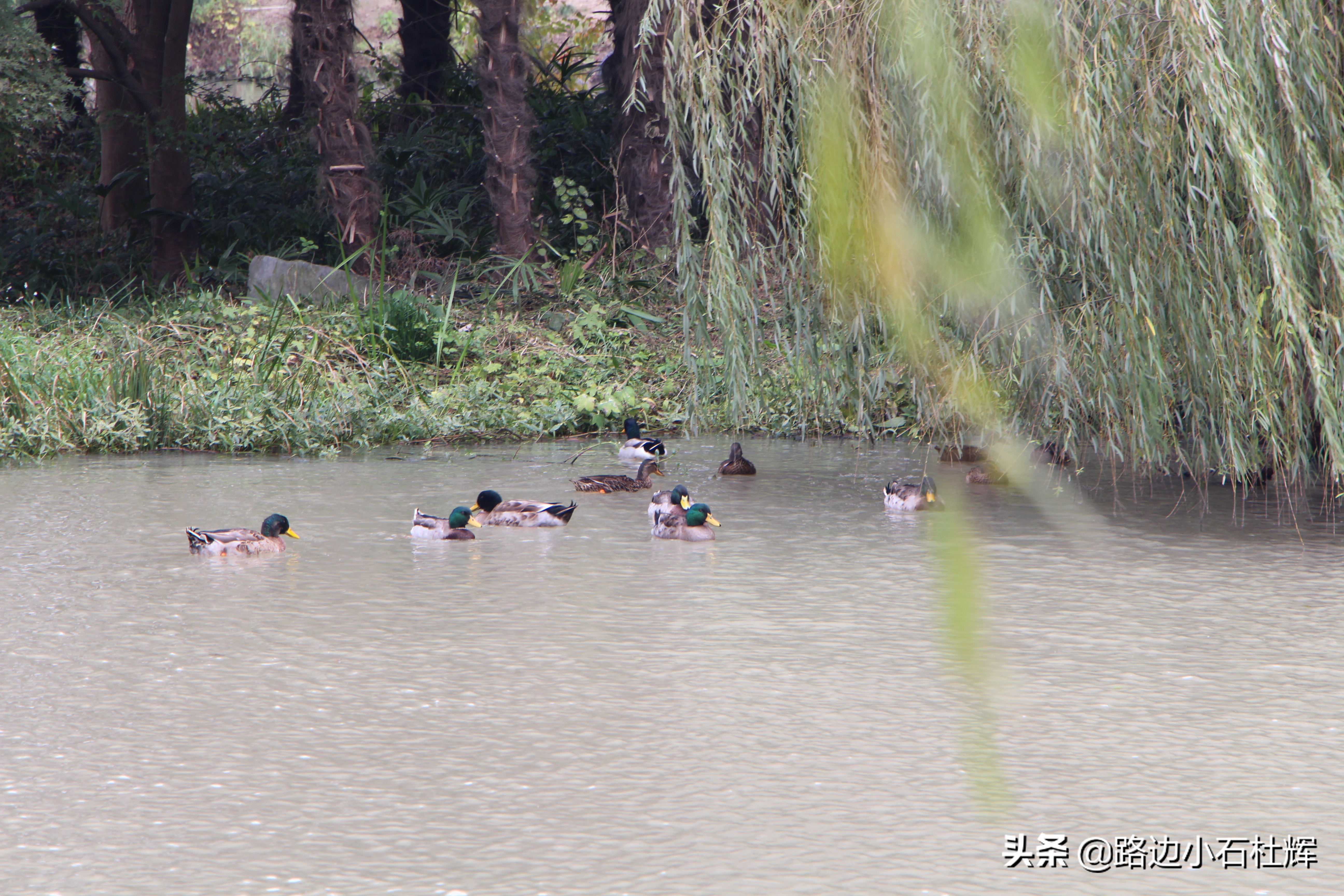 扬州瘦西湖之行,扬州瘦西湖游一圈