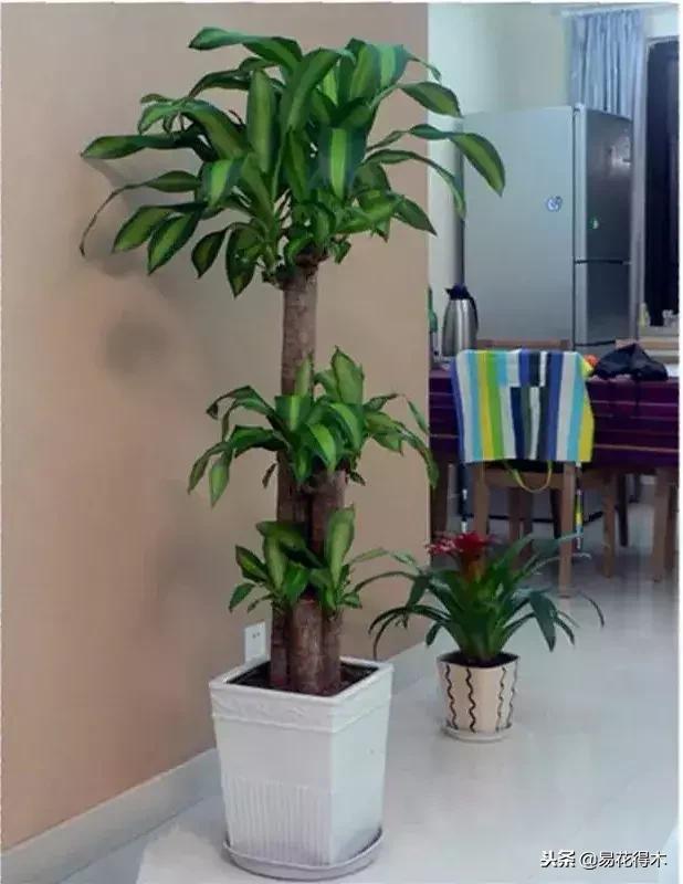 巴西木病虫害黄叶,盆栽巴西木四季水肥养护管理