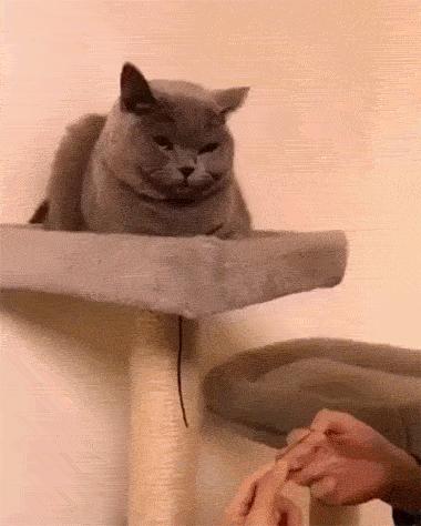 你根本不知道，养只猫有多幸福！