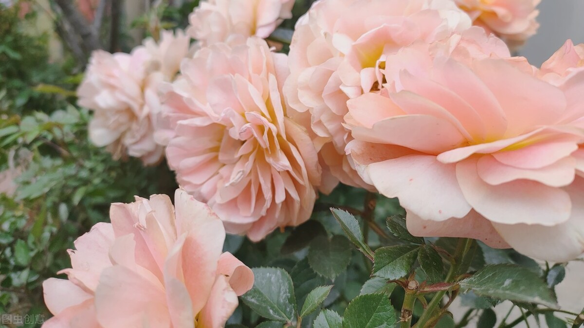 郁郁葱葱的多肉植物,适合阳光足的一年四季开花的植物
