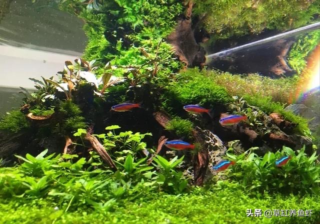 草缸新手入门需要准备什么设备,玩草缸怎么玩