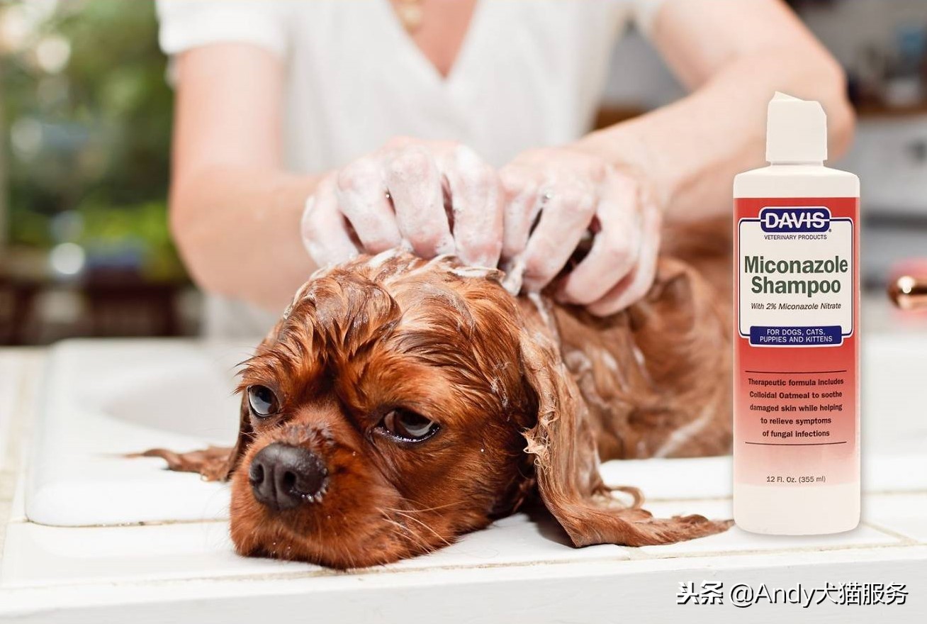 davis高端宠物洗护,davis强效清洁香波