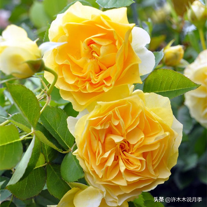 月季同时病害和虫害怎么办,月季感染蓟马怎么办