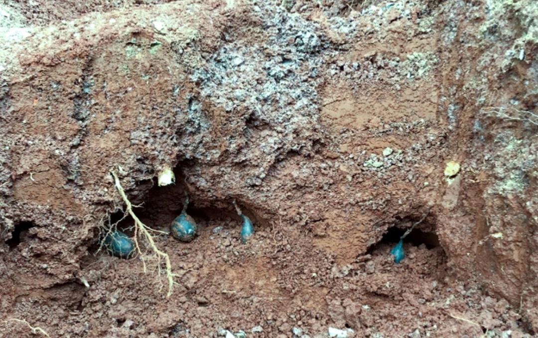 黑柄炭角菌长树上,黑柄炭角菌可食吗