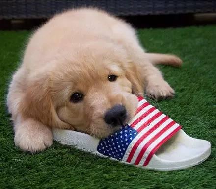 金毛太瘦可以买么,金毛太瘦需要补充营养膏么