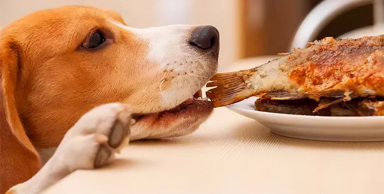 8岁狗狗毛发干燥无光泽,狗狗毛发干枯毛躁是什么原因