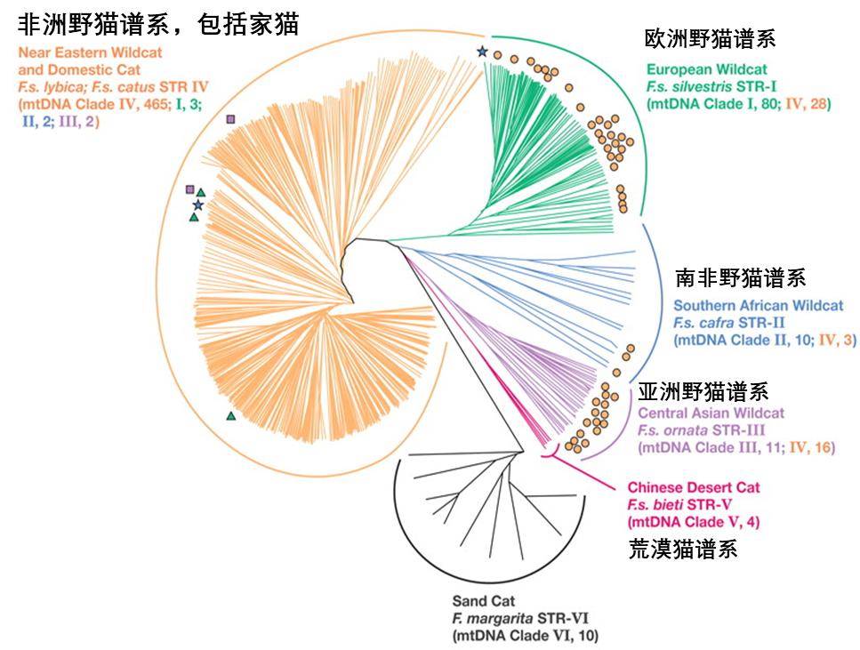 人类驯服了猫还是猫征服了人类,为什么人类驯化了狗驯化不了猫