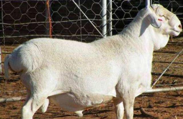 让羊妈妈多生公羊仔，告诉你几个关于羊妈妈的小秘密。