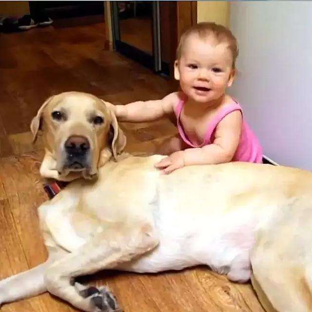 拉布拉多可以像土狗那样养么,拉布拉多怎么比土狗难养那么多