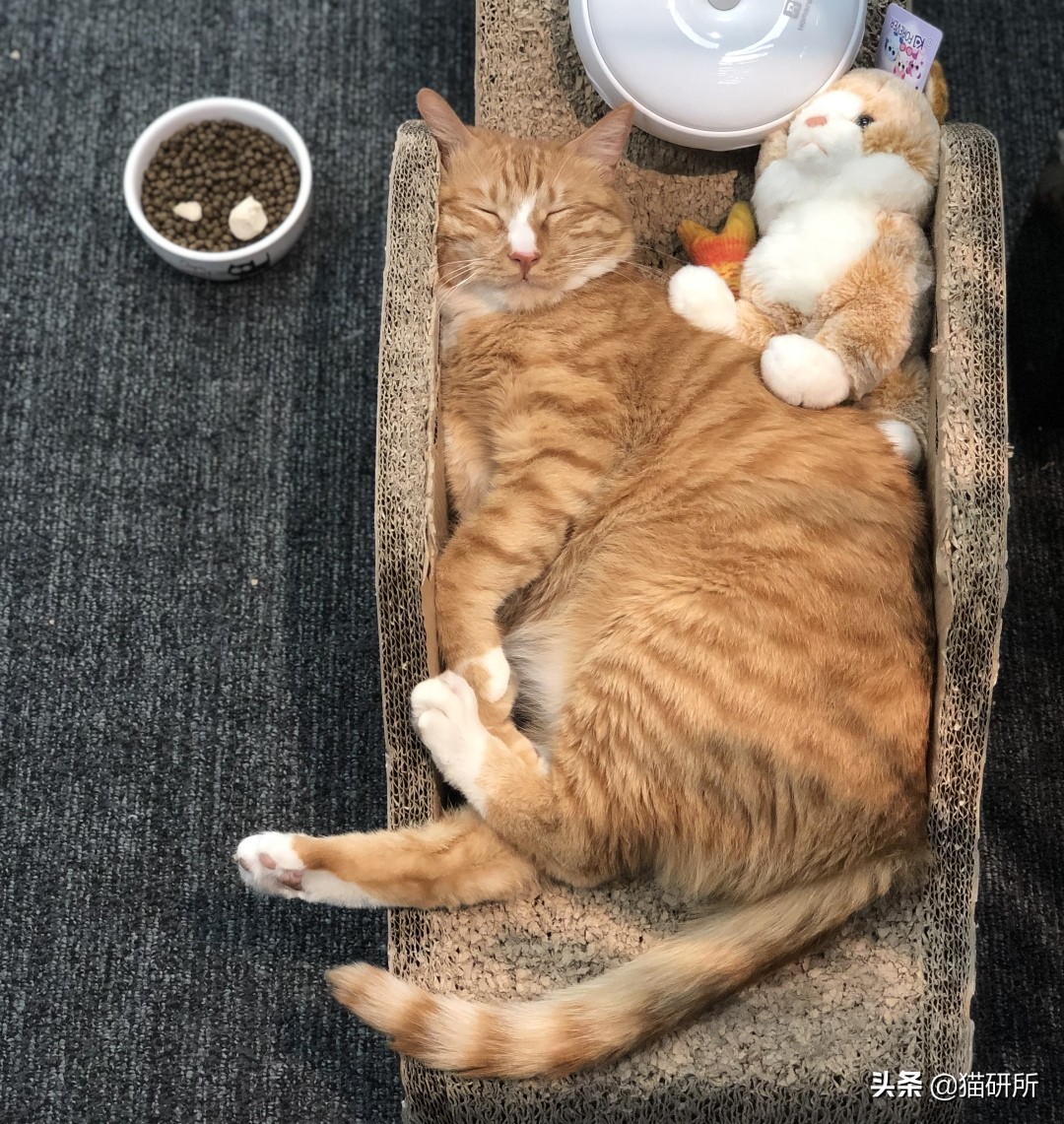 怎么防止猫抓板挠家具,怎样可以防止猫咪抓家具