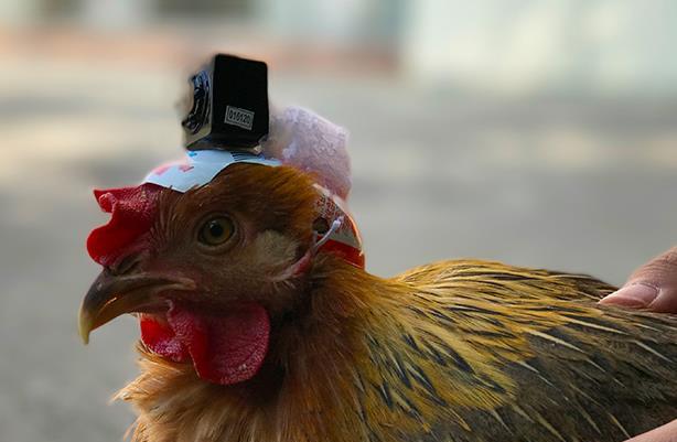 即便你经常吃，但是关于鸡你真的知道很多吗？