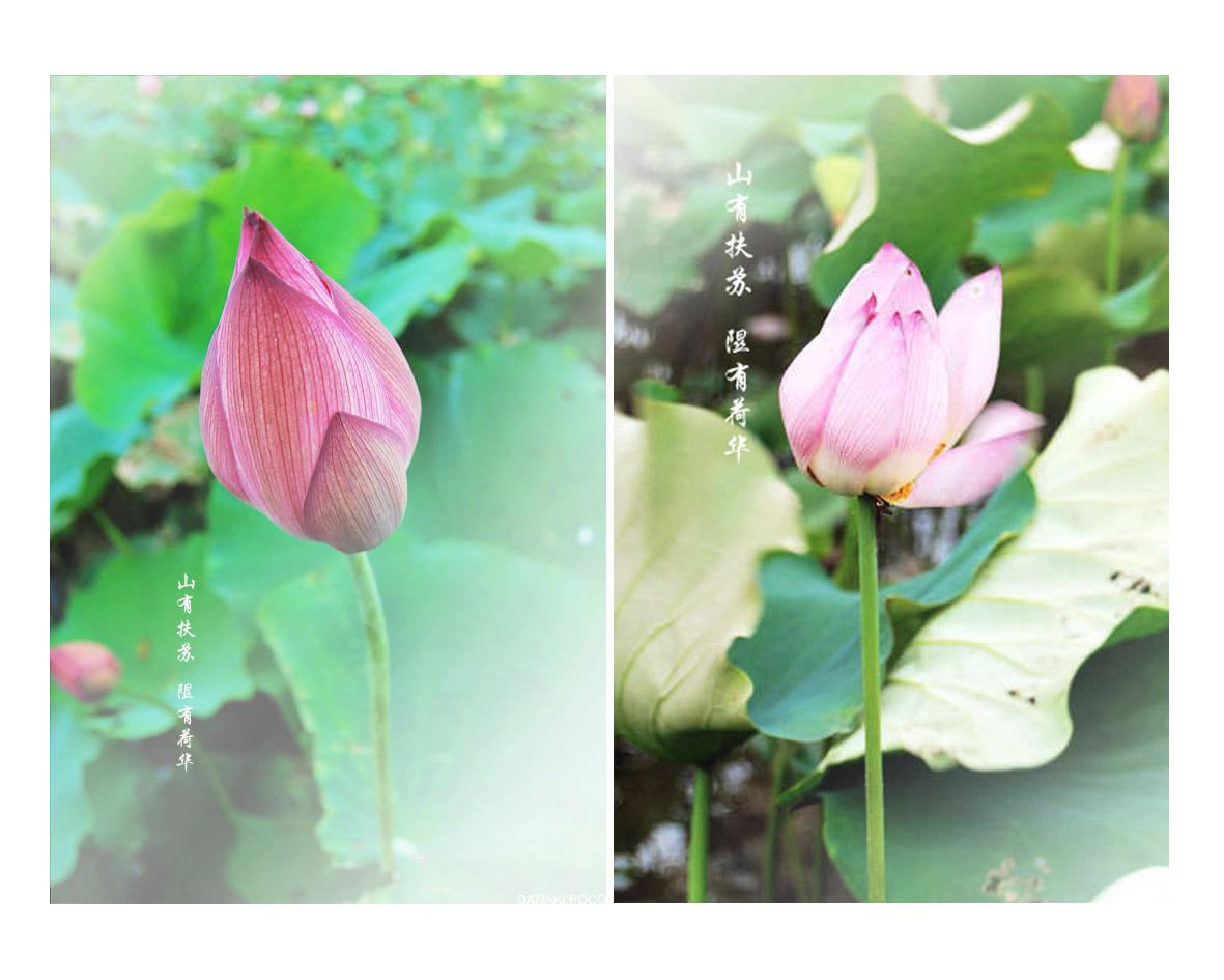 秦始皇的长子扶苏为什么叫扶苏,秦始皇儿子扶苏名字由来