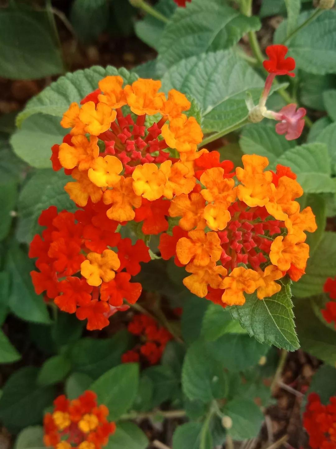 人睡着后不盖被子会着凉吗,人睡觉时为什么要枕枕头