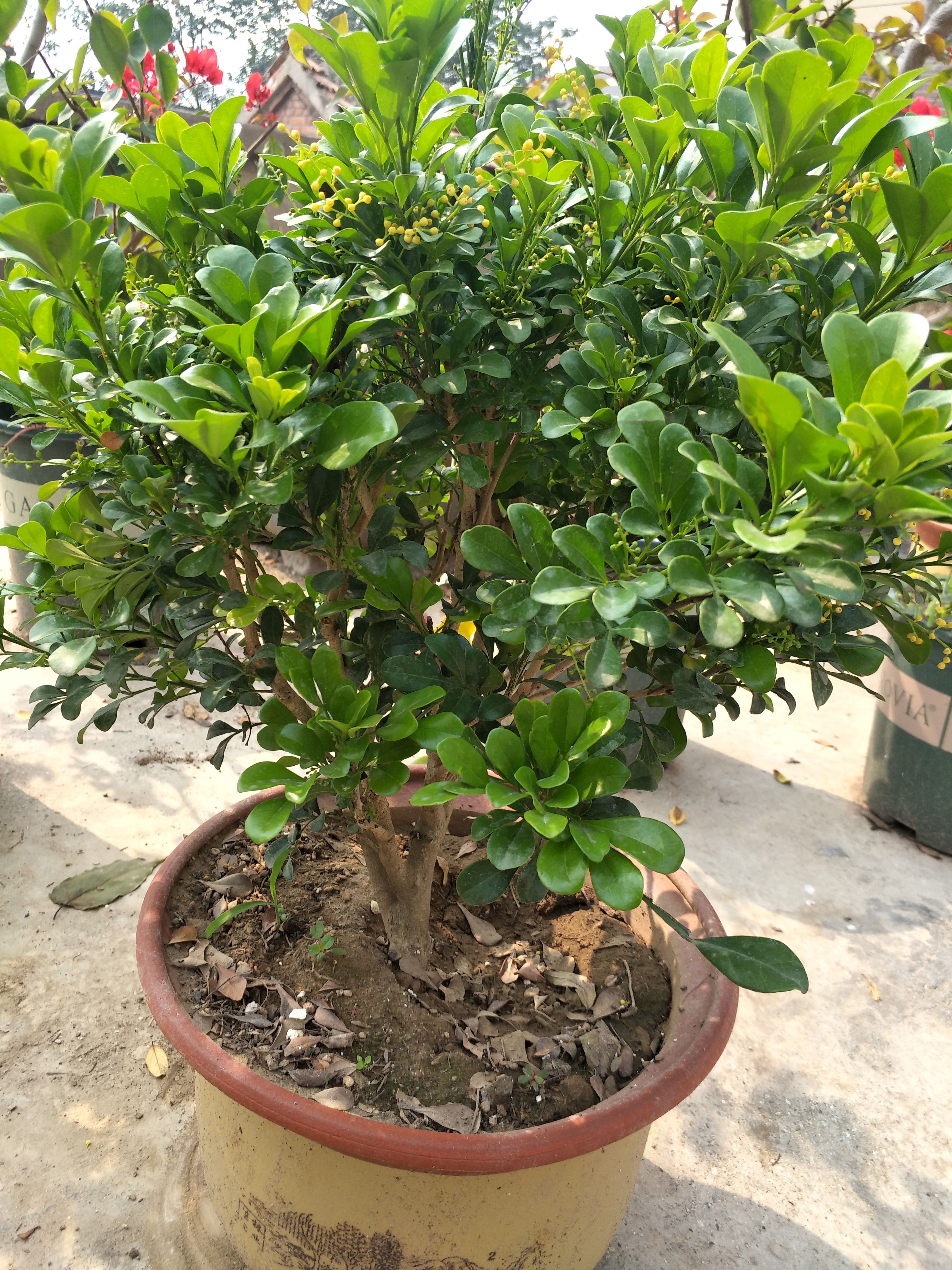 米兰花越冬的修剪方法,米兰花冬天怎么养护和浇水呢