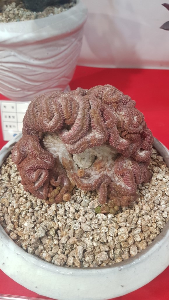 多肉欣赏桃美人,多肉植物欣赏