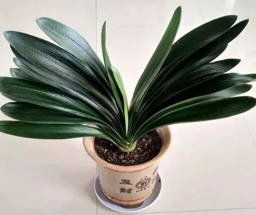 1个洋葱丢盆里,花朵砰砰开,一下能变2个头,省钱了!