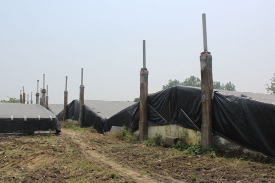 温室甲鱼和外塘甲鱼的口感,混养甲鱼跟温室甲鱼区别