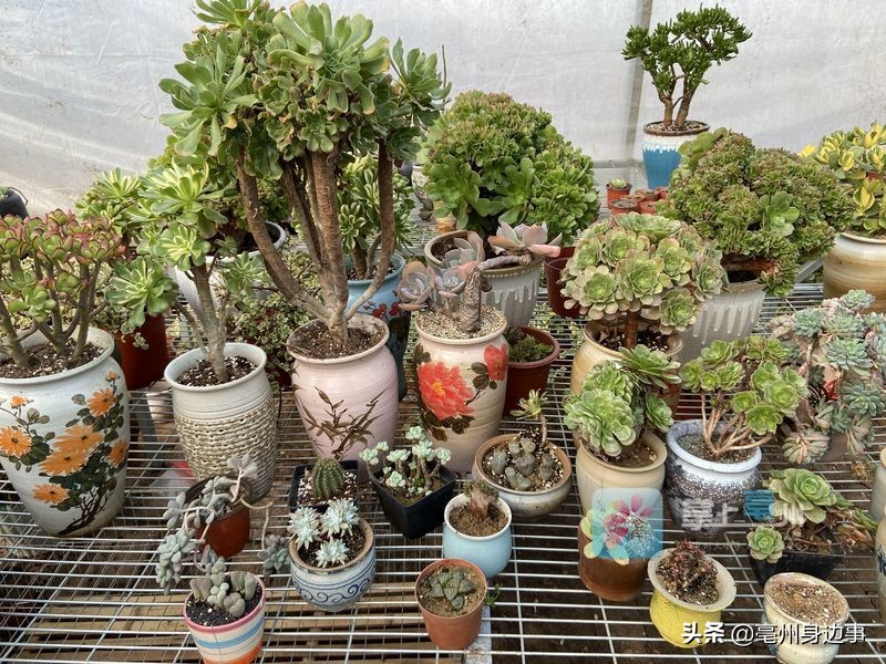 有能耐！亳州小伙回乡创业打造“多肉乐园”