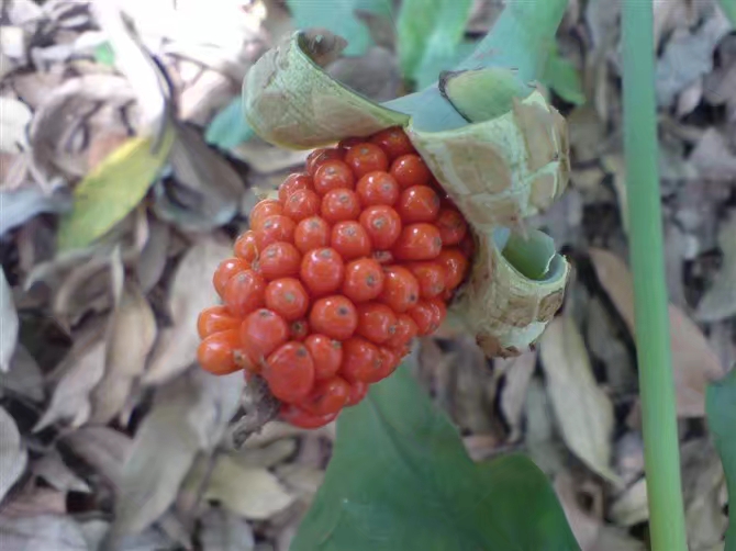 绱㈠凹鐖辩珛淇800鍊煎緱涔板悧,绱㈠凹鐖辩珛淇800