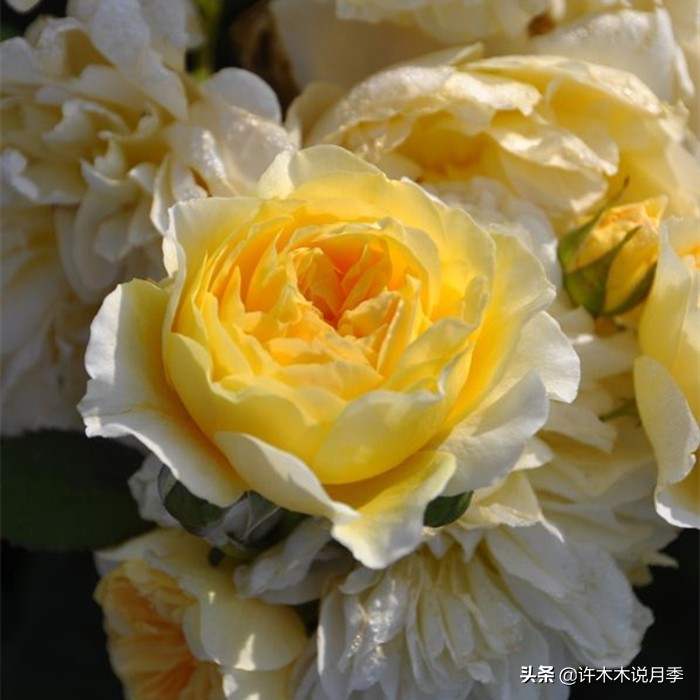 月季叶子掉光变成光杆了怎么回事？用这几招让你的月季满血复活