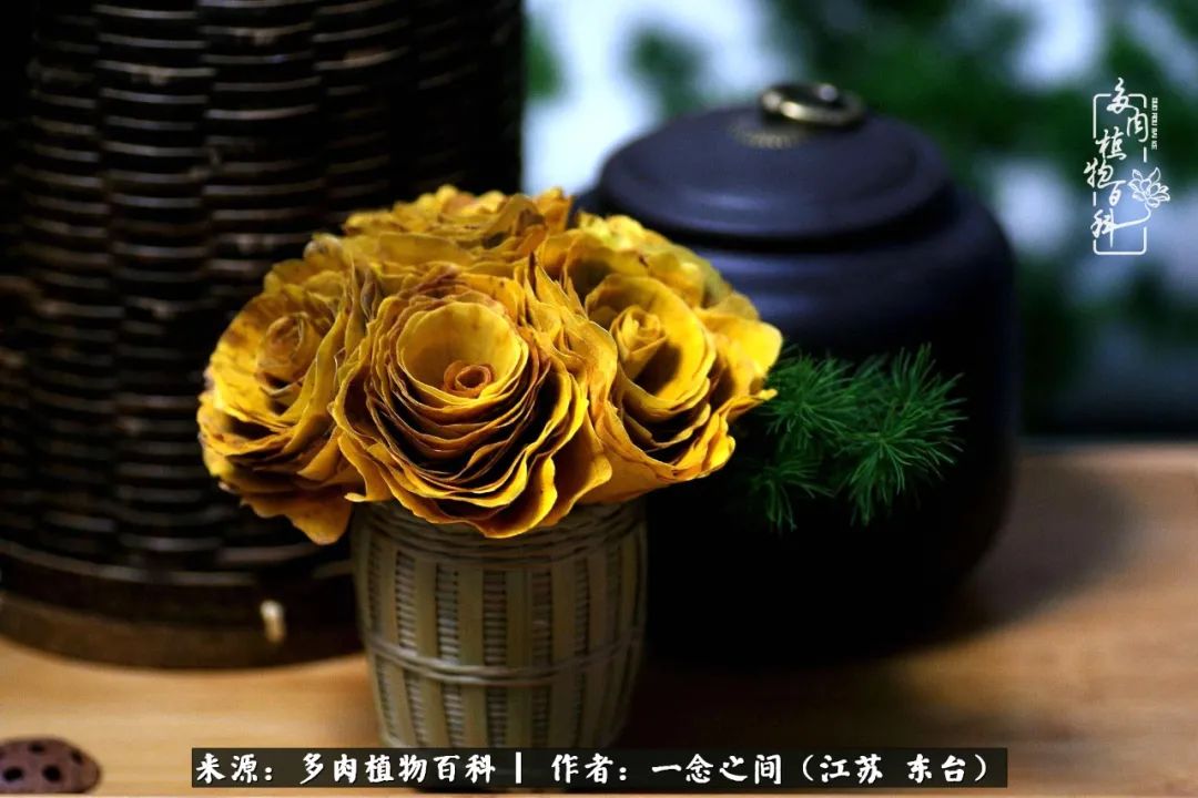 一见多肉误终生,一见多肉误终生从此入了养花坑