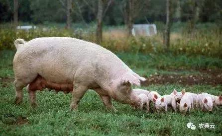 为什么非洲猪瘟的易感动物是母猪和育肥猪?