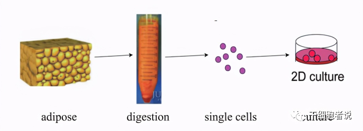 人体中的脂肪细胞有哪些,脂肪和脂肪干细胞