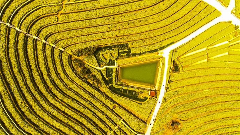 油菜花风景点,罗平县小油菜花